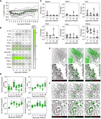 Polyclonal but not monoclonal circulating memory CD4+ T cells attenuate the severity of Staphylococcus aureus bacteremia